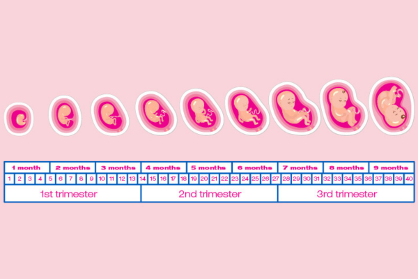 Gynecologist Tests